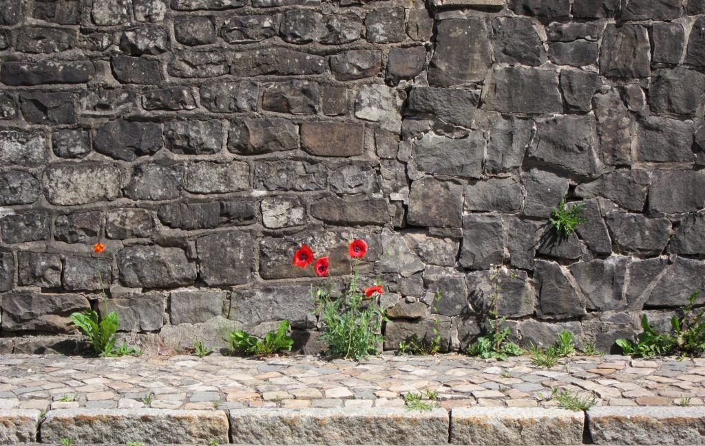 Ein Ausschnitt einer Mauer, aus der Blumen wachsen